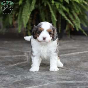 Riley, Cavapoo Puppy